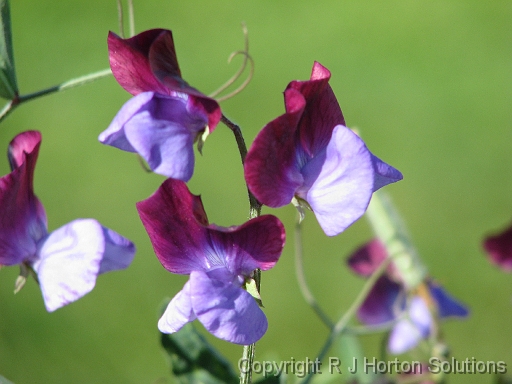 Sweet Pea Original_1